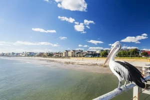 Pros and Cons of Living in Adelaide