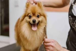 How to Groom a Pomeranian – A Step-By-Step Guide