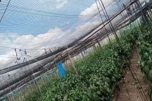 Shade Net Prices in Kenya: Quality Without Breaking the Bank