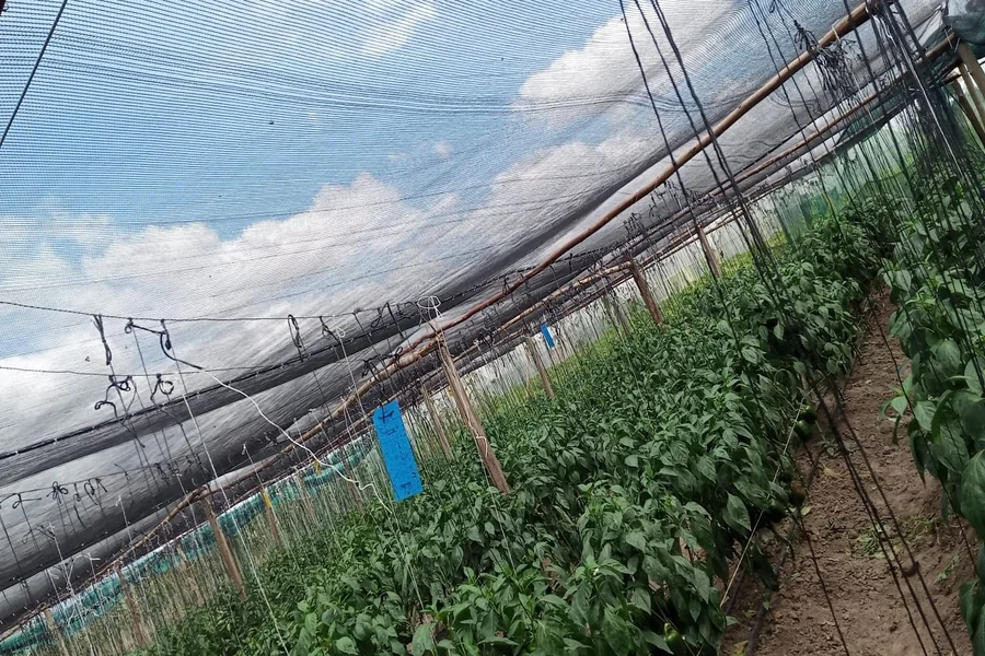 Shade Net Prices in Kenya