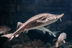 Inside the World of Caviar Farming: How Leading Aquafarms Shape Quality and Sustainability
