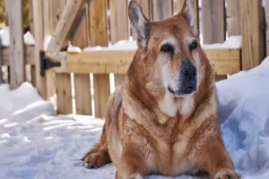 How Gresham Weather Affects Senior Pets (and What Owners Notice First)