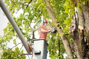 How to Safely Remove Hazardous Trees in Jackson, Mississippi