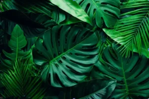 A Wellness-Focused Lifestyle for Everyday Balance