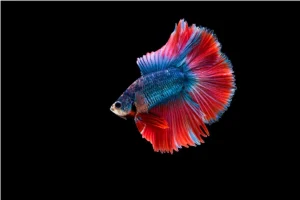 Betta Fish: A Complete Guide to These Beautiful Aquarium Fish
